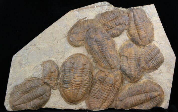 Plate Of Large Asaphid Trilobites - Spectacular Display #36751